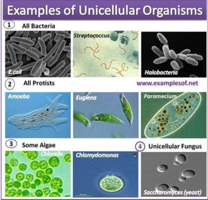  ディプテノゾア: 単細胞生物の壮大な世界を探検しよう！