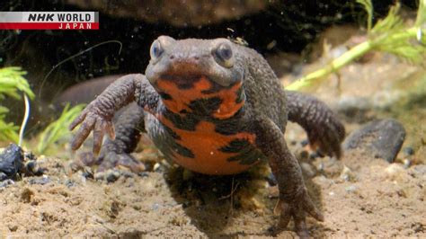  ヴィオラヒメウミシラホウキ! 驚異の再生能力を持つ海の掃除屋