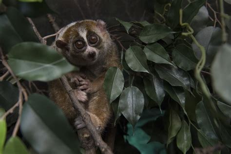  キツネザル！夜行性で好奇心旺盛なこの小型の霊長類は、マレーシアやインドネシアの熱帯雨林に生息しています。