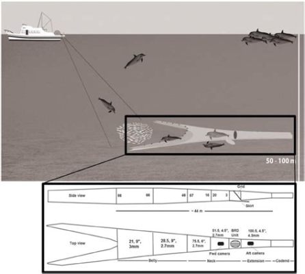  ライウオーム、底引き網で捕獲されたらどうする！？その体長はなんと数ミリメートルから数百ミリメートルまで！