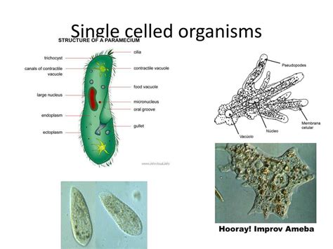  ナグムシは、驚くべき変身能力を持つ単細胞生物だ！