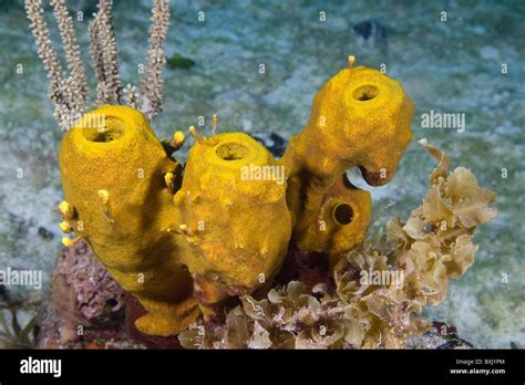  オオハナブン//A Colorful Sponge Colony That Lives For Hundreds Of Years!