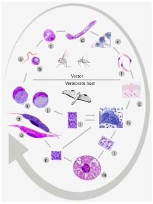  Leucocytozoon 疾に苦しむ鳥たちを救うため、この寄生虫の生態を解き明かそう！