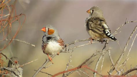   Zébraフィンチは夜明けを告げる小さな歌手！鮮やかな色の羽毛で彩られたこの鳥は、南アフリカの草原に住む陽気な仲間たち